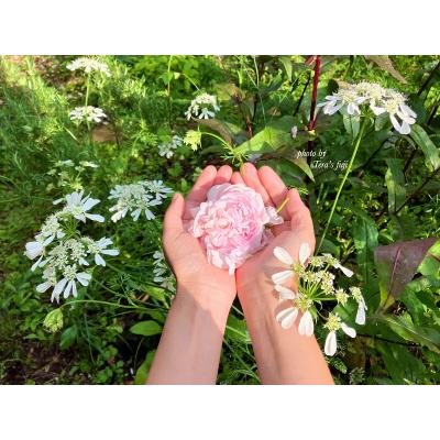 ふるさと納税 富士宮市 [女性限定]富士山の麓で創られた植物療法トリートメント 70分コース TERA'S FUJI