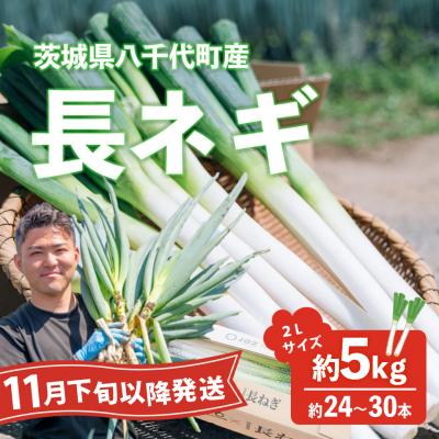 ふるさと納税 八千代町 [11月下旬以降発送開始]長ネギ約5kg2L約24本〜30本 茨城県産 八千代町産野菜 農家直送