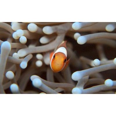 ふるさと納税 恩納村 サンゴと生き物の楽園!魅力いっぱい恩納村ファンダイビング(2DIVE)1名様の画像