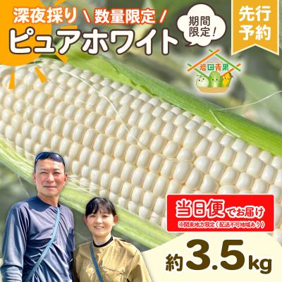 ふるさと納税 八千代町 [関東当日便][先行受付]6月下旬以降発送 深夜採り とうもろこし ピュアホワイト 約3.5kg