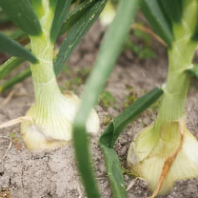 ふるさと納税 南あわじ市 【うずのくに南あわじ】淡路島新玉ねぎ「蜜玉」5kgの画像