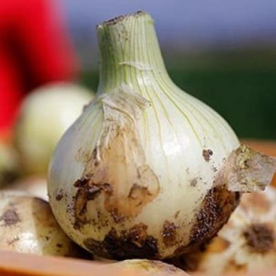ふるさと納税 南あわじ市 【うずのくに南あわじ】淡路島新玉ねぎ「蜜玉」5kgの画像