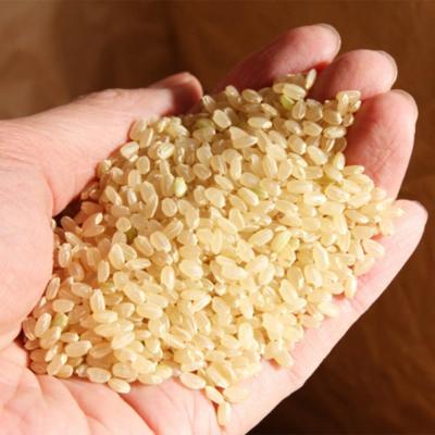 ふるさと納税 大石田町 米 令和7年産 あきたこまち 玄米 30kg 10kg×3袋 順次発送 ap-akgxa10x3の画像