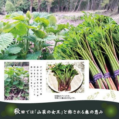 ふるさと納税 大館市 アイコ(ミヤマイラクサ) 約400g 秋田の山菜の画像