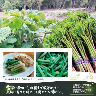 ふるさと納税 大館市 アイコ(ミヤマイラクサ) 約400g 秋田の山菜の画像