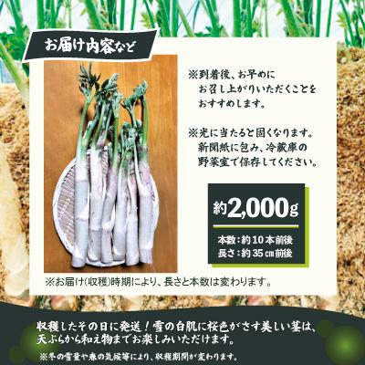 ふるさと納税 大館市 ウド 約2000g 北国の春の香りをお届けしますの画像