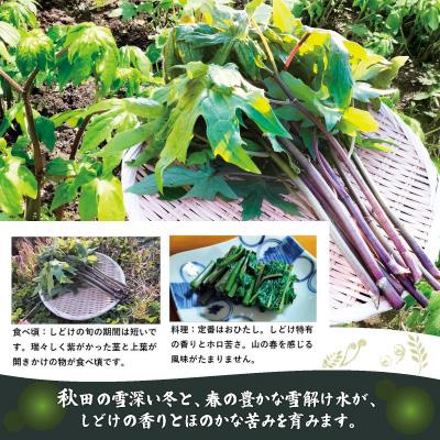 ふるさと納税 大館市 しどけ(モミジガサ) 約400g 瑞々しい山菜の女王の画像