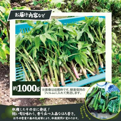 ふるさと納税 大館市 しどけ(モミジガサ) 約1000g 瑞々しい山菜の女王の画像