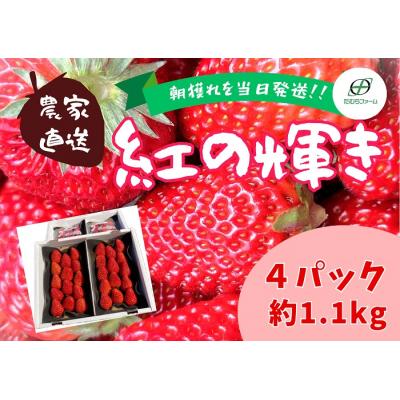 ふるさと納税 東伊豆町 (冷蔵)朝摘みいちご 紅の輝き 約1.1kg(約280g×4パック) 1403