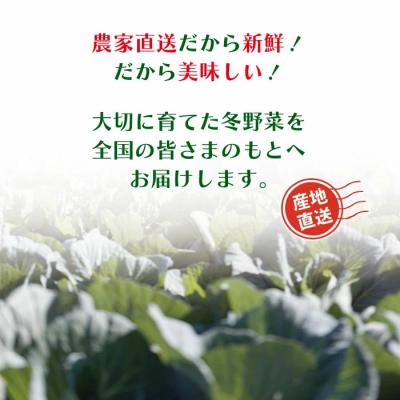 ふるさと納税 四万十市 【3回定期便・早期・数量限定】アグリユウベの冬野菜セット(小)【配送:R8年12月・R9年1月2月】_3