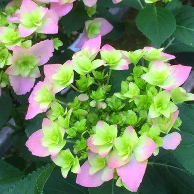 ふるさと納税 筑前町 福岡県育種開発のあじさい[筑紫恋風]鉢植え 5.5号鉢