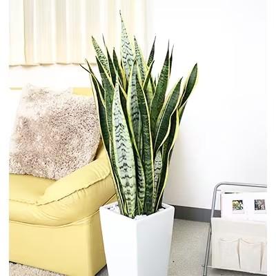 ふるさと納税 筑前町 [2026年3月中旬以降発送]サンスベリア 7号 ホワイトスクエア陶器鉢