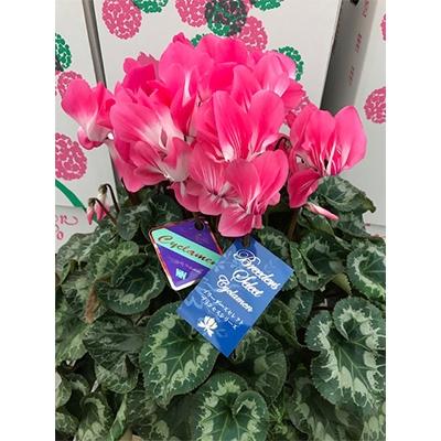 ふるさと納税 筑前町 [プリンセスシリーズ]シクラメン5.5号鉢