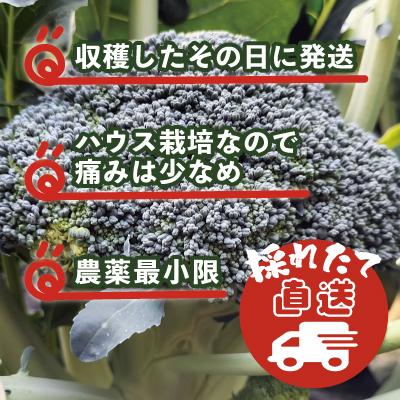 ふるさと納税 大館市 採りたて新鮮!ブロッコリー 約2800g_3