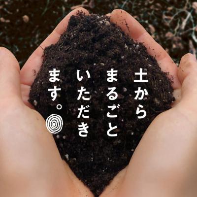 ふるさと納税 淡路市 新玉ねぎ 自然栽培 4.5kg (栽培期間中無農薬栽培) ao06002の画像