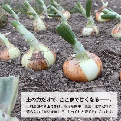 ふるさと納税 淡路市 新玉ねぎ 自然栽培 4.5kg (栽培期間中無農薬栽培) ao06002の画像