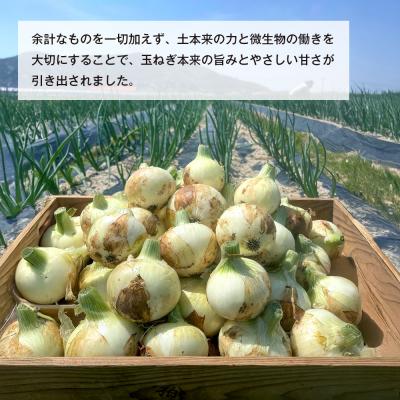 ふるさと納税 淡路市 新玉ねぎ 自然栽培 4.5kg (栽培期間中無農薬栽培) ao06002の画像