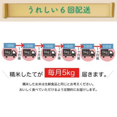 ふるさと納税 大蔵村 ＜8年産米先行受付＞令和8年11月下旬発送 はえぬき【白米】30kg定期便(5kg×6回)大蔵村の画像