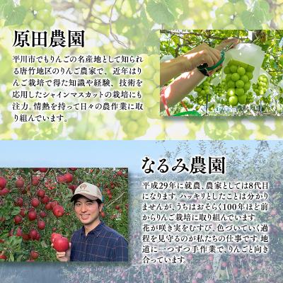 ふるさと納税 平川市 青森フルーツ満喫便　家庭用 りんご\u0026シャインマスカット 2回定期コース_1
