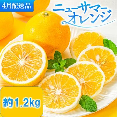 ふるさと納税 新宮町 福岡柑橘王国.ニューサマーオレンジ約1.2kg/2027