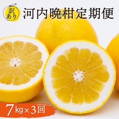 ふるさと納税 愛南町 定期便 訳あり 河内晩柑 7kg 3回 5月 6月 7月発送 送料無料 愛媛 愛南ゴールド