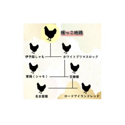 ふるさと納税 愛南町 定期便 3回 数量限定 最高級 地鶏 媛っこ地鶏 セット3種 ソーセージ ハーブ 鶏肉