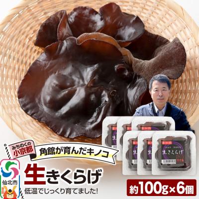 ふるさと納税 仙北市 みちのくの小京都・角館が育んだ「生きくらげ」約100g×6個|02_sne-020601