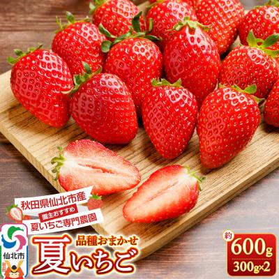 ふるさと納税 仙北市 仙北市産 夏イチゴ 約600g(約300g×2パック)|02_sfm-030201