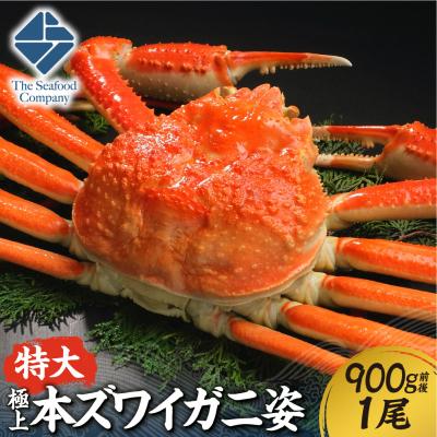 ふるさと納税 札幌市 極上!特大本ズワイ蟹の姿 本ズワイ蟹 900g 1尾_hs408-087