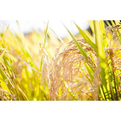 ふるさと納税 能登町 【毎月定期便】奥能登産のおいしいお米4種類を食べくらべ!全4回 