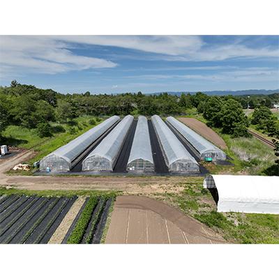 ふるさと納税 安平町 【3ヵ月毎定期便】谷川農園の桃太郎トマトジュース 【180ml×12本】全3回_2