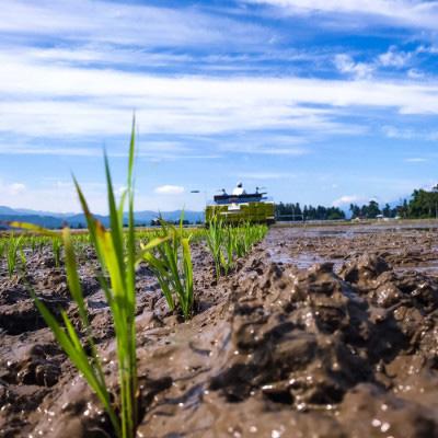 [即日発送] ふるさと納税 上越市 【毎月定期便】謙信秘蔵米15kg(精米)全6回 【DGJ2611835632】(95200円)