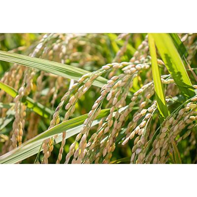 [即日発送] ふるさと納税 南魚沼市 【毎月定期便】南魚沼産こしひかり「秋雪」玄米10kg 新潟県の特A地区南魚沼市の美味しいお米 全6回 【YWU1738294465】(63360円)