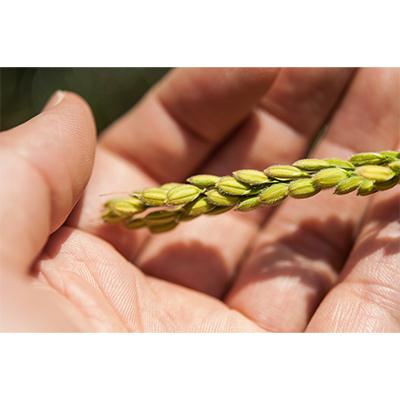 [即日発送] ふるさと納税 南魚沼市 【毎月定期便】南魚沼産こしひかり「秋雪」玄米10kg 新潟県の特A地区南魚沼市の美味しいお米 全6回 【YWU1738294465】(63360円)