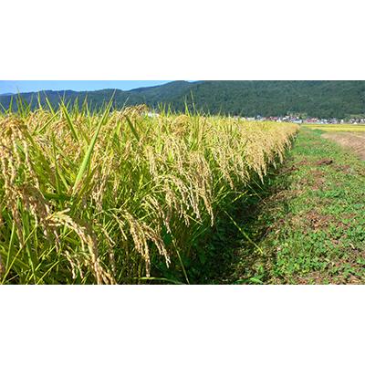 【24時間以内発送】 ふるさと納税 飯山市 【毎月定期便】飯山産コシヒカリ 金崎さんちのお米10kg(精米) 全6回 【XUR1646111460】(60000円)