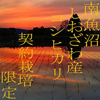 ふるさと納税 南魚沼市 【毎月定期便】生産者限定 契約栽培 南魚沼しおざわ産コシヒカリ 精米2Kg全6回の画像