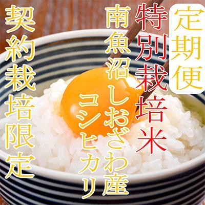 ふるさと納税 南魚沼市 【毎月定期便】【特別栽培米4Kg】生産者限定 南魚沼しおざわ産コシヒカリ全3回の画像