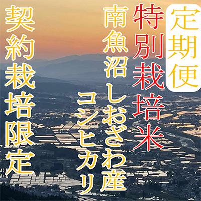 ふるさと納税 南魚沼市 【毎月定期便】【特別栽培米4Kg】生産者限定 南魚沼しおざわ産コシヒカリ全3回の画像