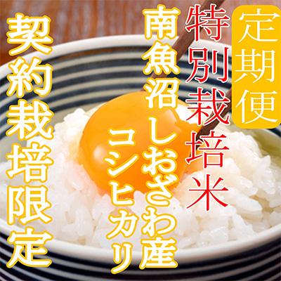 ふるさと納税 南魚沼市 【毎月定期便】※特別栽培米2Kg※生産者限定 南魚沼しおざわ産コシヒカリ 全6回の画像