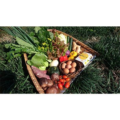 ふるさと納税 南国市 [3ヵ月毎定期便][新鮮野菜定期便卵付き]高知県南国の季節野菜詰め合わせ全4回