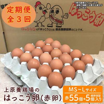 ふるさと納税 糸満市 [毎月定期便]上原養鶏場のはっこう卵(赤卵) MS 〜 Lサイズ 55個+破卵保障5個全3回
