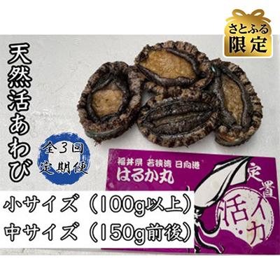 ふるさと納税 美浜町 [2ヵ月毎定期便][さとふる限定]活きたまま天然アワビ約600g 海水パックにてお届け!全3回