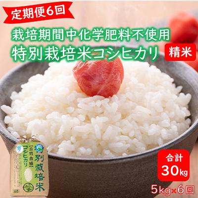 ふるさと納税 あわら市 [毎月定期便]栽培期間中化学肥料不使用コシヒカリ 精米5kg(5kg×1袋) 全6回