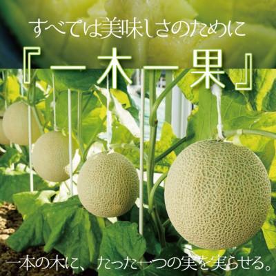 ふるさと納税 浜松市 【毎月定期便】【標準尺度外BIG大きさ!】ジャケット冠瓜標準尺度外大玉 1玉 全12回