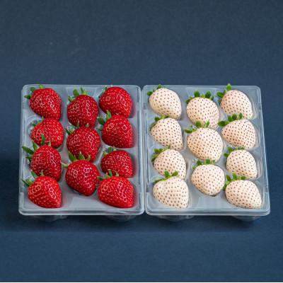 ふるさと納税 佐賀市 [発送月固定定期便]佐賀県産 赤いちご白いちご食べ比べ1〜3月お届け全3回