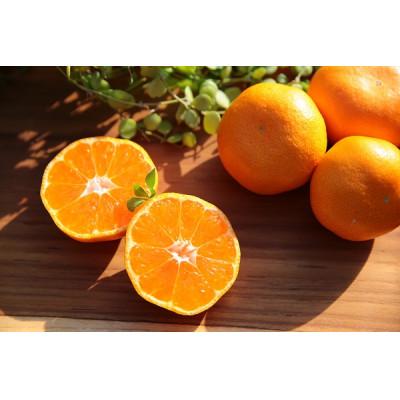 ふるさと納税 湯浅町 [発送月固定定期便]主井農園の高級松兵衛みかん定期便 5kg(3回定期便11.12.1月)全3回