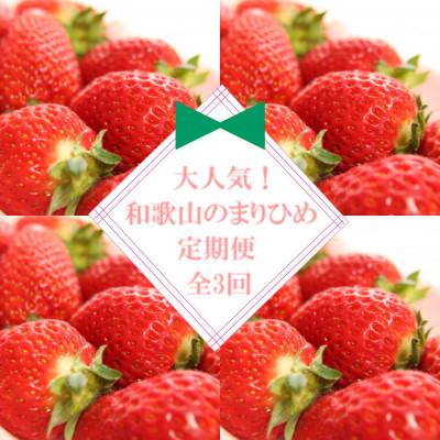 ふるさと納税 高野町 [発送月固定定期便]大人気のまりひめを満喫!300g×2パックを1月・3月・5月に発送全3回