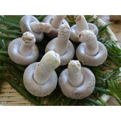 ふるさと納税 おおい町 [毎月定期便]おーいしいたけ 約1kg(1箱)全2回