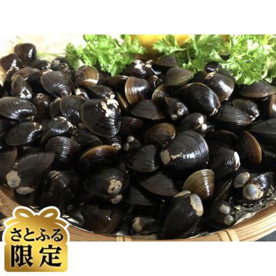 ふるさと納税 北見市 [毎月定期便][さとふる限定]人気・2代目漁師の厳選した北の味覚をお届け 大粒しじみ貝全6回