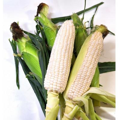 ふるさと納税 東かがわ市 [発送月固定定期便]さぬきの野菜定期便全5回